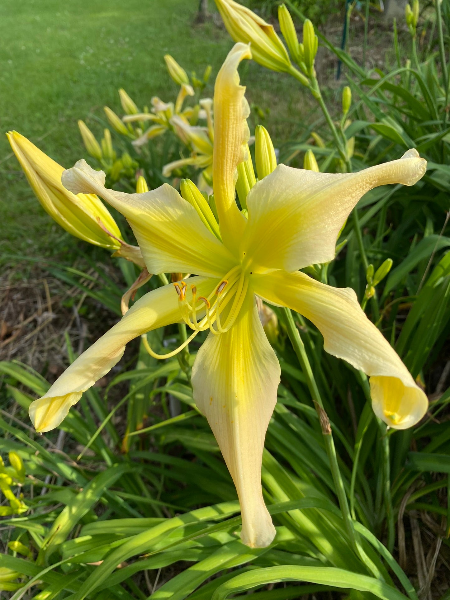 Ashley Brianne Nurturer