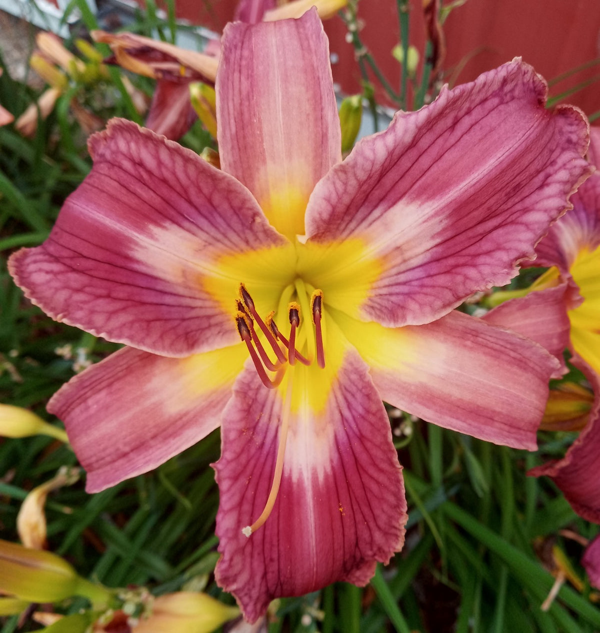 Zeus' Phoenix