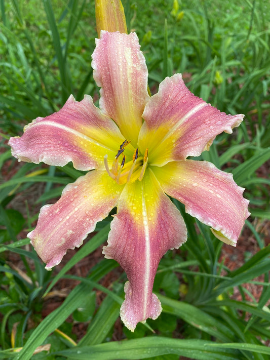 3Sisters Body Mind and Soul