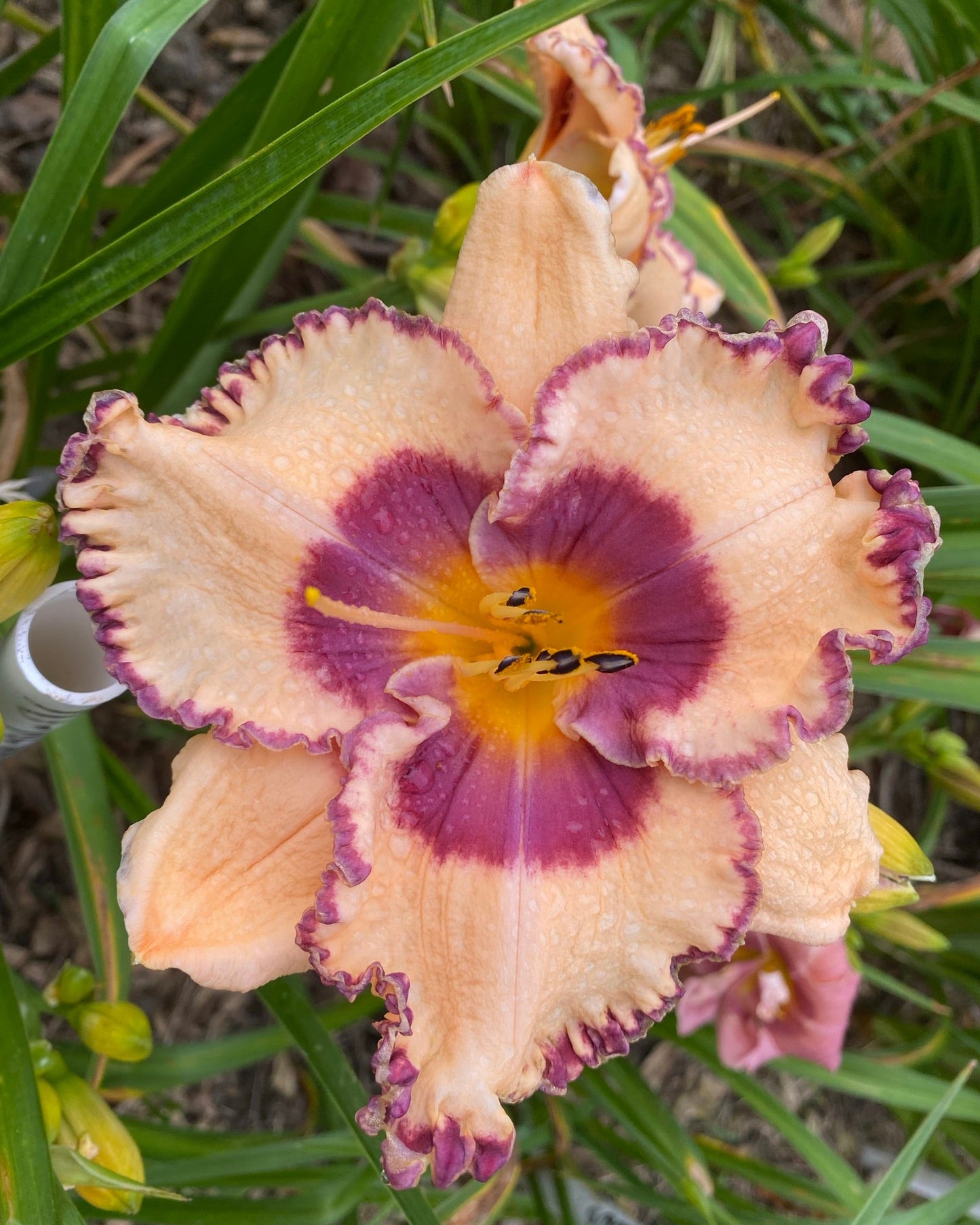 Commander Bettina Cory