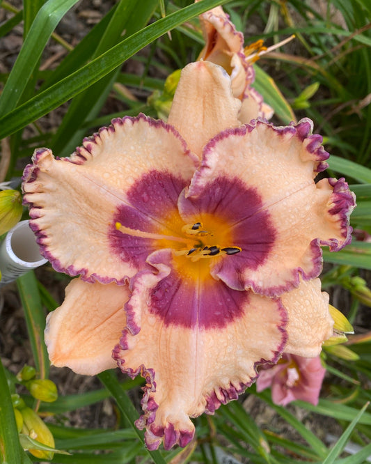 Commander Bettina Cory