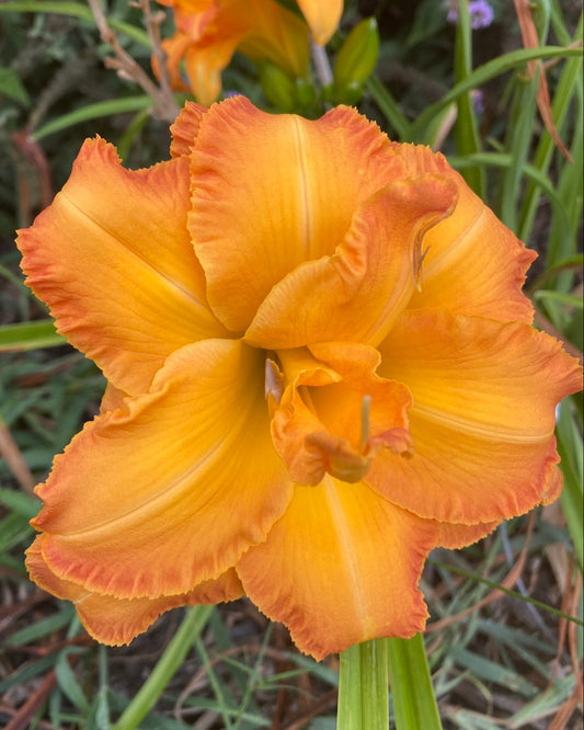 Mikaela Marie Reading