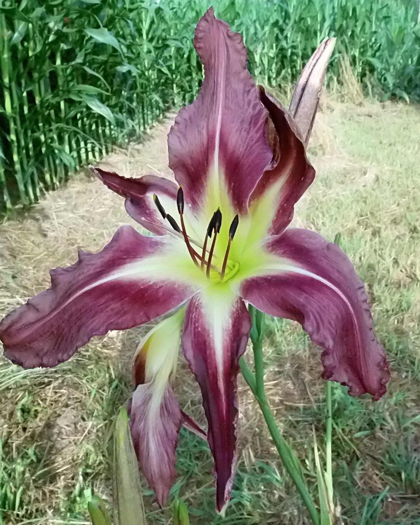 Phil's C-17 Globemaster III