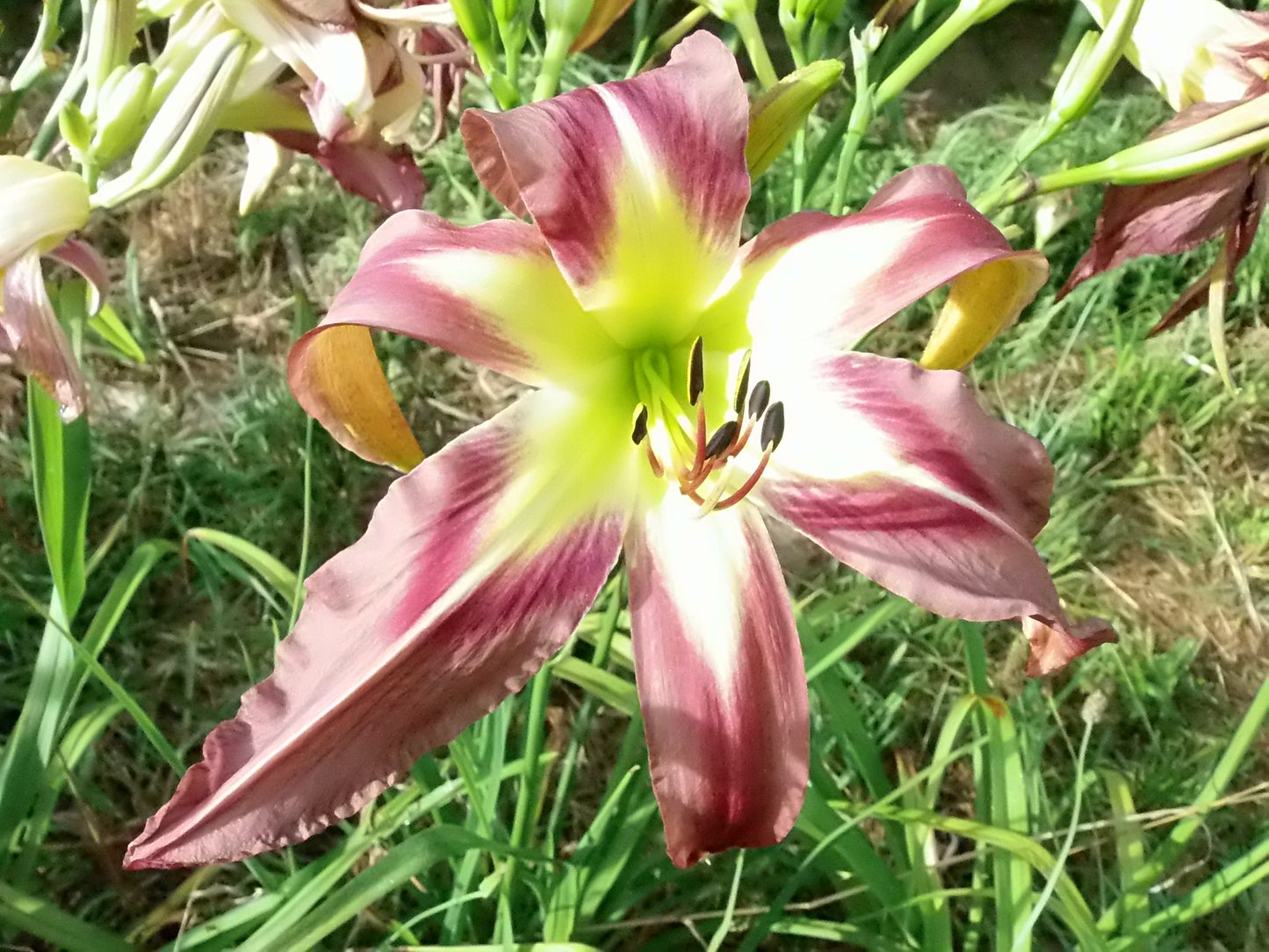 Phil's C-17 Globemaster III