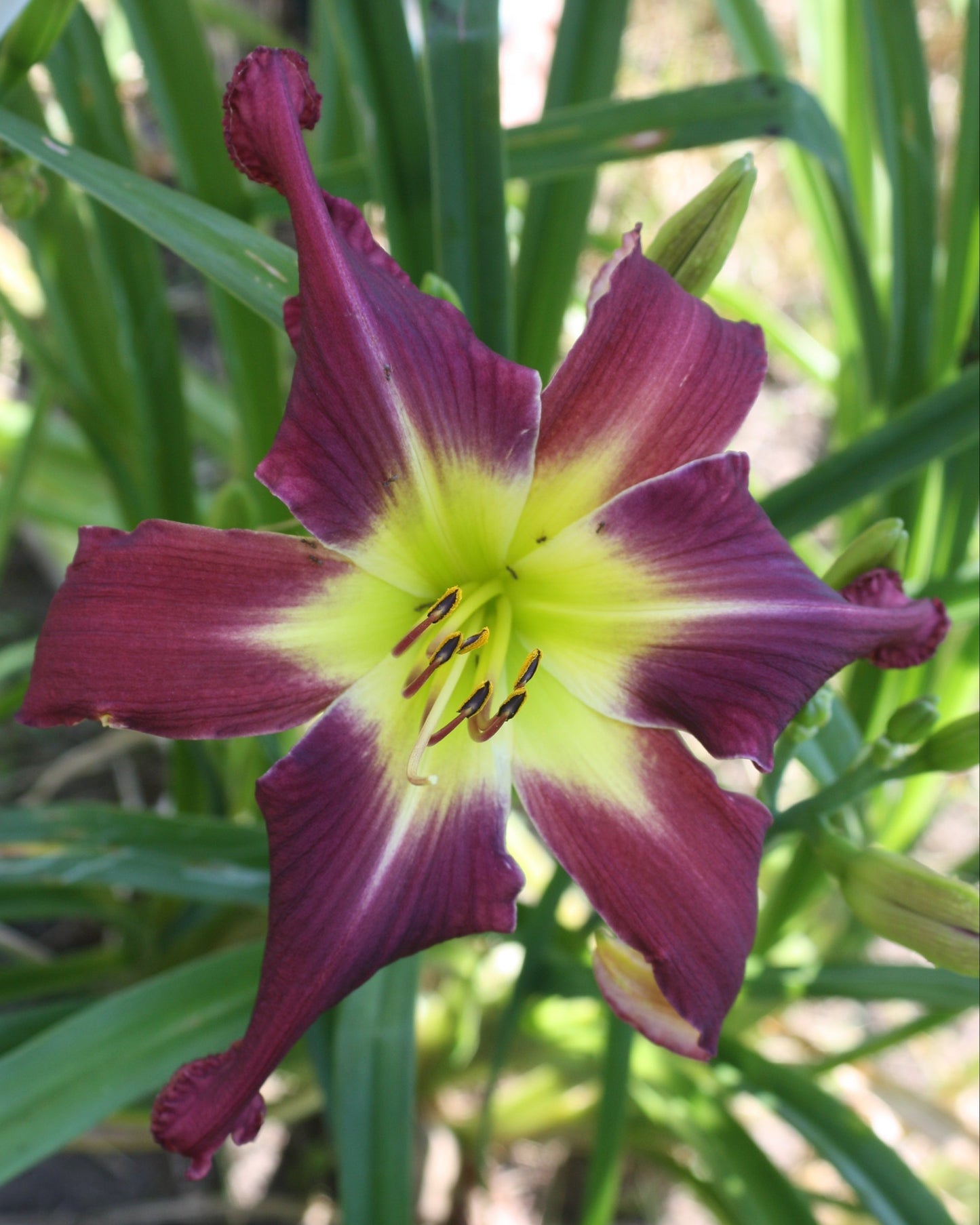 Peyton Elizabeth Gardening