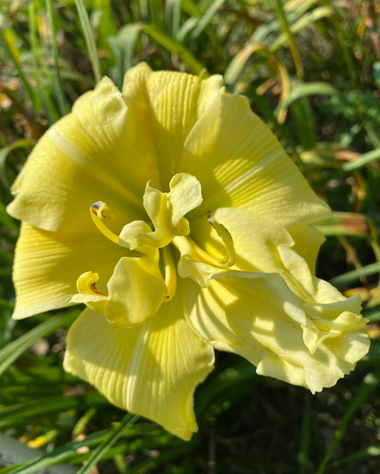 Roman Timothy Playing