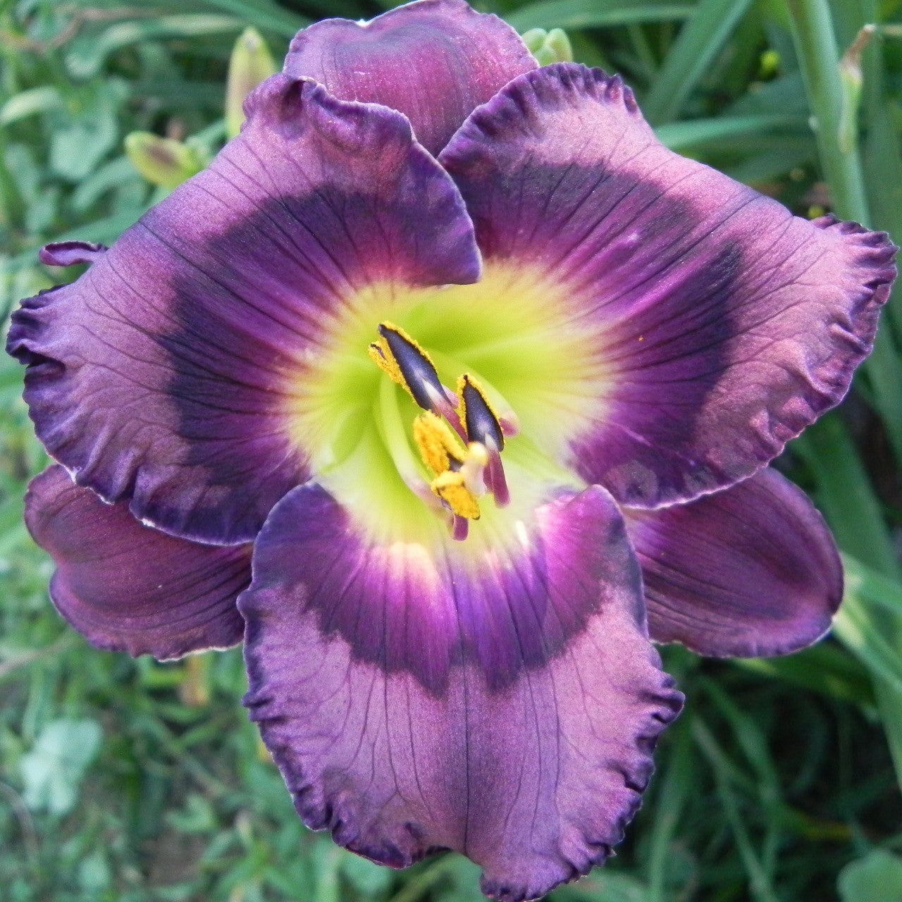 Zeus' Heaven and Earth