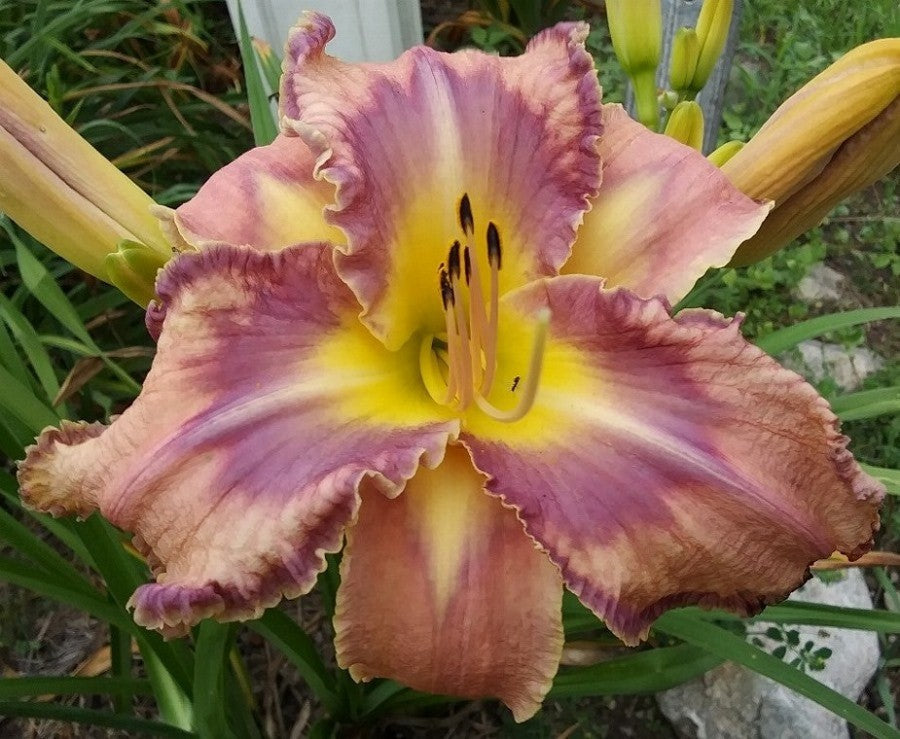 Zeus' Persephone