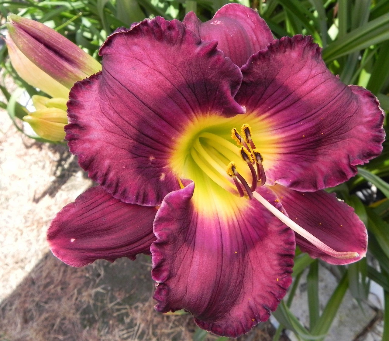 Zeus' Heaven and Earth